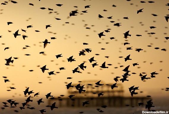 تصاویر مهاجرت دسته جمعی پرندگان در شب