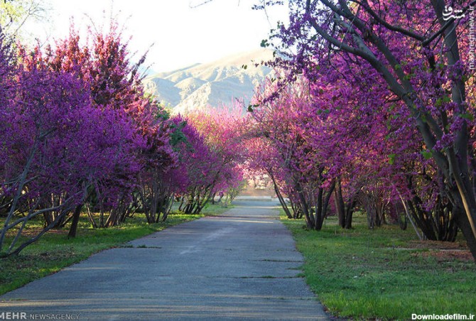 مشرق نیوز - عکس/ بهار در باغ گیاه شناسی تهران