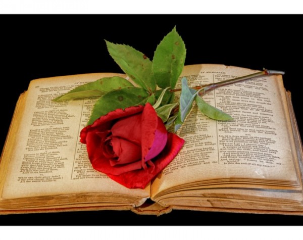 گل سرخ لابه لای کتاب - عکس ویسگون