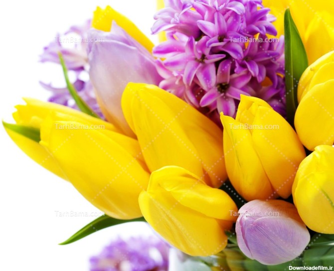 تصویر با کیفیت گل لاله زرد و بنفش