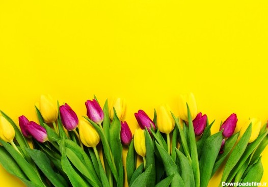 تصویر استوک گل های زیبا روی پس زمینه زرد - فرا گرافیک