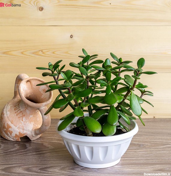 گیاهان آپارتمانی سریع الرشد: 4. ساکولنت گیاه یشم (Jade Plant)