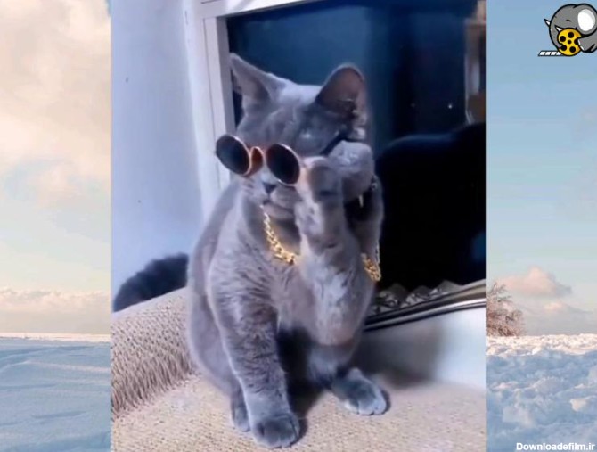 کلیپ - گربه با عینک - فیلو