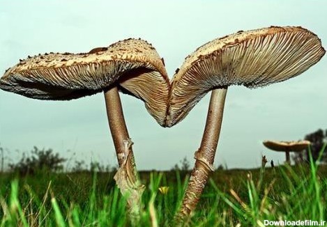 عجیب ترین و زیبا ترین قارچ های دنیا (عکس)