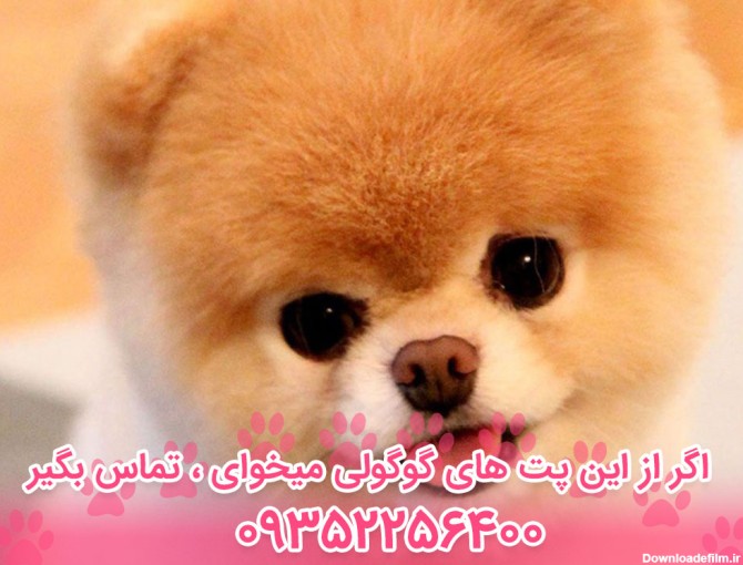 قیمت و خرید سگ پامرانین خرسی و روباهی (Pomeranian)