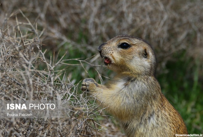 آخرین خبر | سنجاب زمینی در رشته کوه های زاگرس