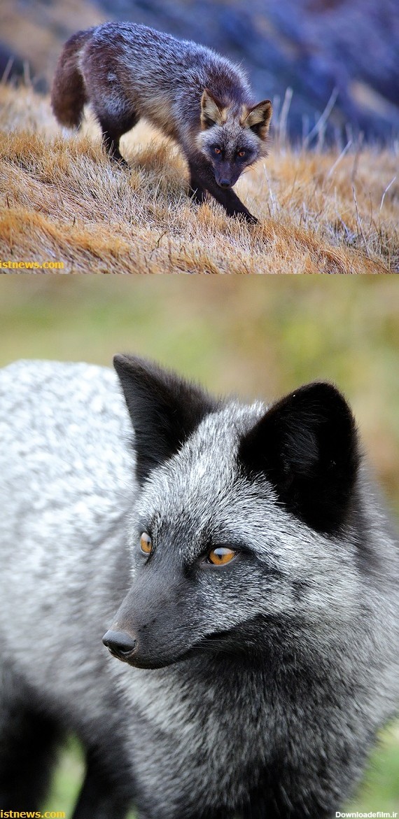 ارزشمندترین روباه جهان(+عکس)