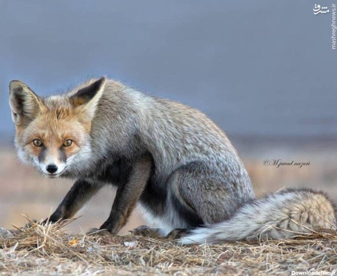 روباه زیبارو با رنگ موی خاص +عکس - مشرق نیوز