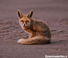 مشرق نیوز - عکس/ کوچکترین روباه ایران در دشت لوت