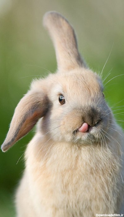 عکس خرگوش خیلی خیلی خوشگل