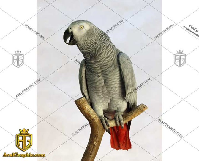 عکس طوطی دم قرمز رایگان مناسب برای چاپ و طراحی با رزو 300 - شاتر استوک طوطی- عکس با کیفیت طوطی- تصویر طوطی- شاتراستوک طوطی
