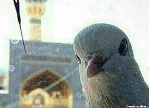 عکس سلفی کبوتر زیبای حرم امام رضا(ع)- اخبار رسانه ها تسنیم | Tasnim