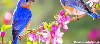 عکس گل و پرنده های زیبا - عکس نودی