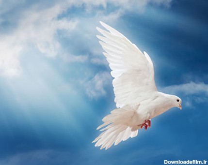 عکس با کیفیت از  پرواز کبوتر سفید در آسمان با اشعه های خورشید