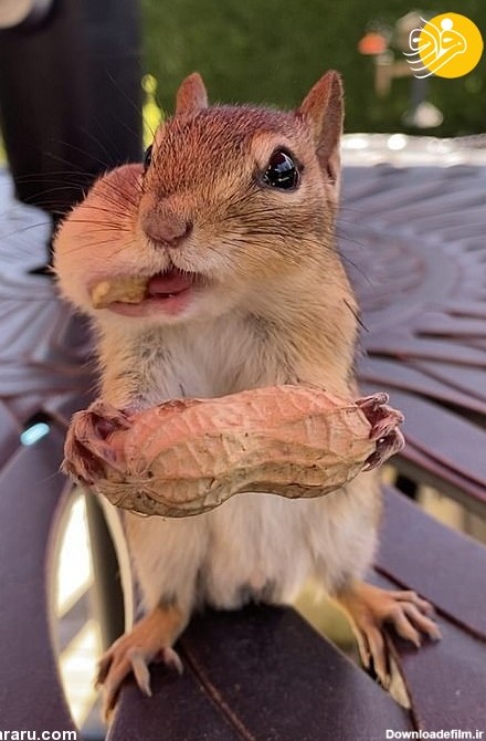 فرارو | تصاویر جالب از سنجاب‌ها با دهان پر از آجیل!