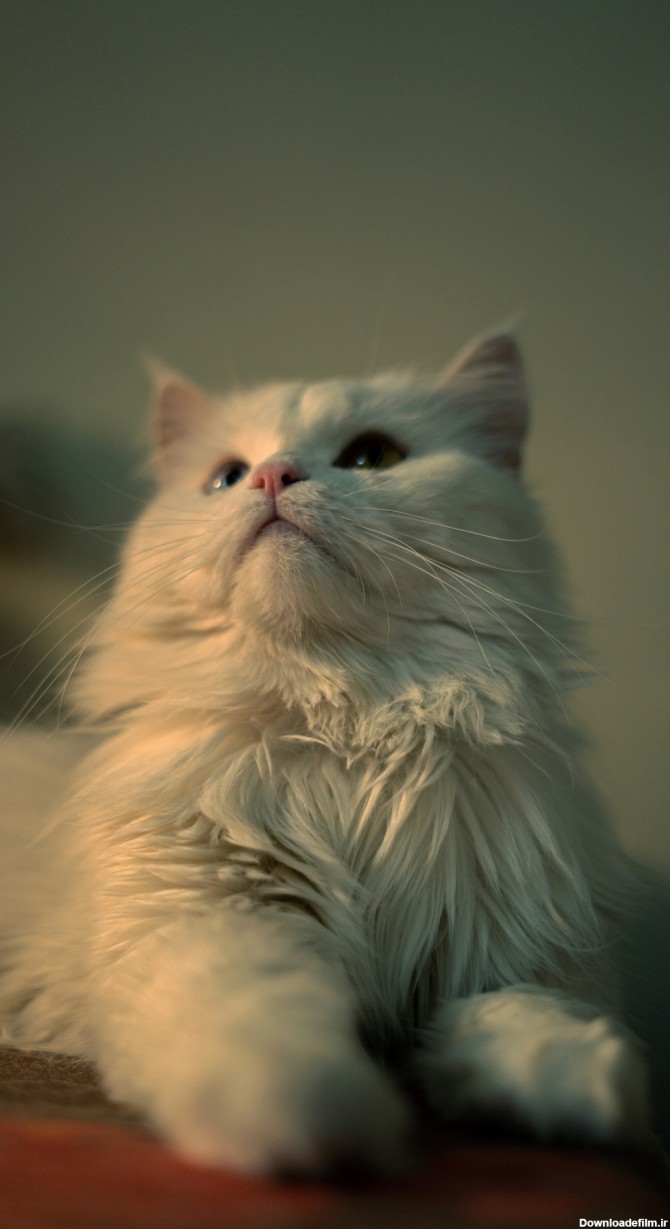 عکس گربه پرشین برای بک گراند موبایل و لپ تاپ - پت شاپ اسکای پت