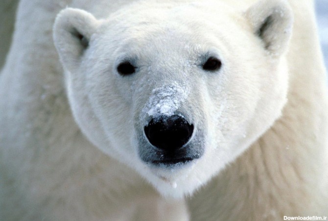 عکس خرس قطبی برفی