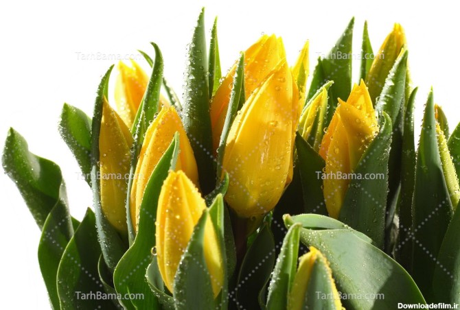 تصویر با کیفیت گل لاله زرد