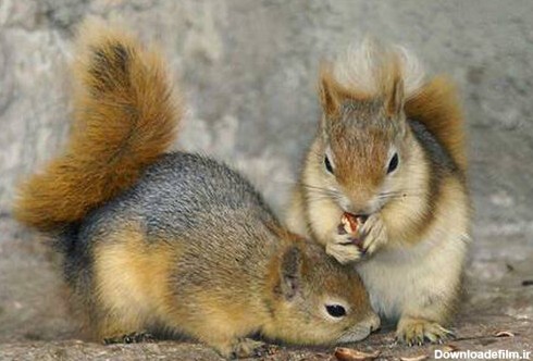 قاچاق سنجاب از جنگل‌های زاگرس؛ خطر انقراض در کمین این گونه بومی ...