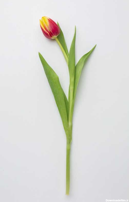دانلود عکس شاخه گل لاله قرمز | تیک طرح مرجع گرافیک ایران