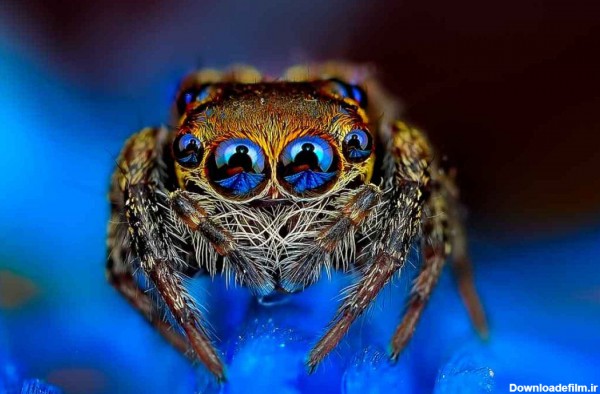 آخرین خبر | عکس/ چشم های متعدد یک عنکبوت!