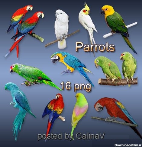 دانلود تصاویر کلیپ آرت طوطی Clipart Parrots PNG on transparent background
