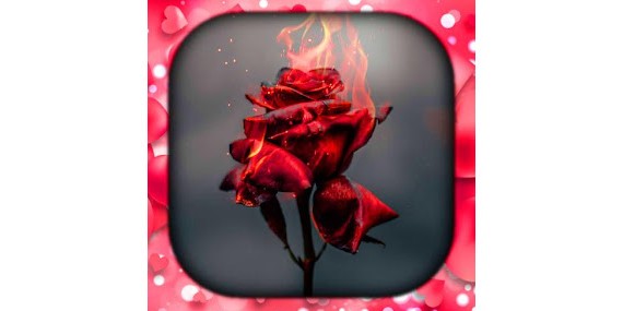 Rose Wallpaper Live HD/3D/4K - برنامه‌ها در Google Play