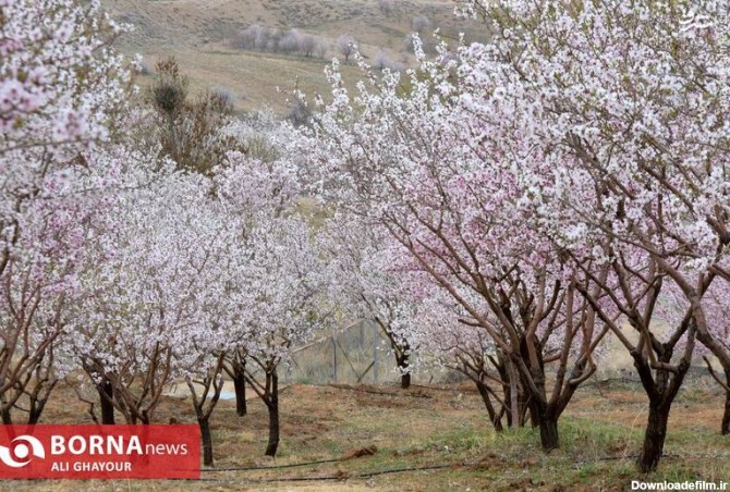 مشرق نیوز - عکس/ شکوفه‌های بهاری در قره باغ