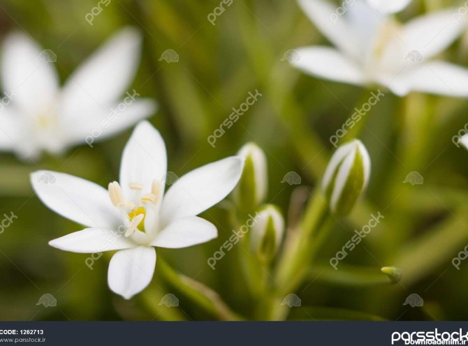 گلهای سفید کوچکی که در باغ تابستانی رشد می کنند 1262713