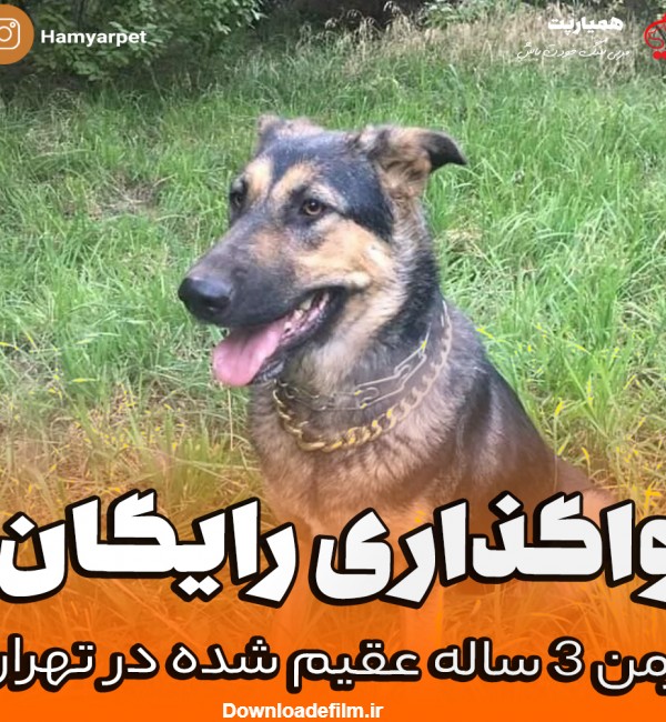 واگذاری رایگان سگ ژرمن شپرد میکس 3 ساله در تهران | همیارپت