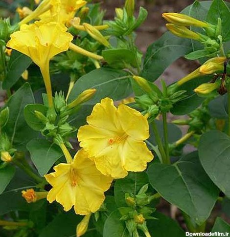 خرید بذر گل لاله عباسی پامتوسط پرگل تک رنگ زرد