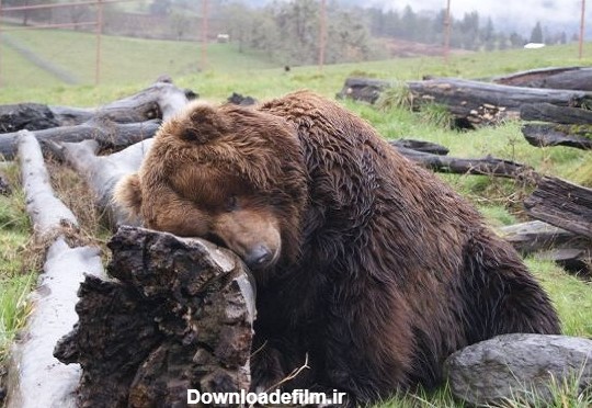 آخرین خبر | عکس/ خرس خواب آلود و خسته