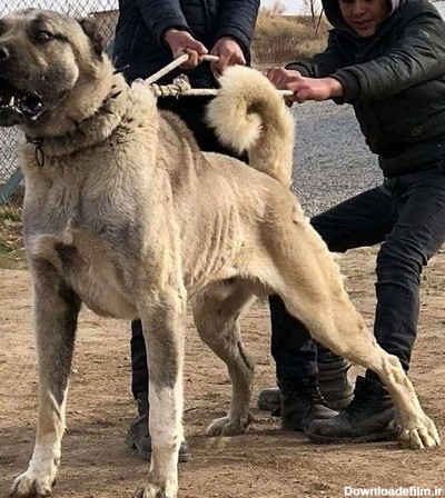 بزرگترین نژاد سگ در ایران