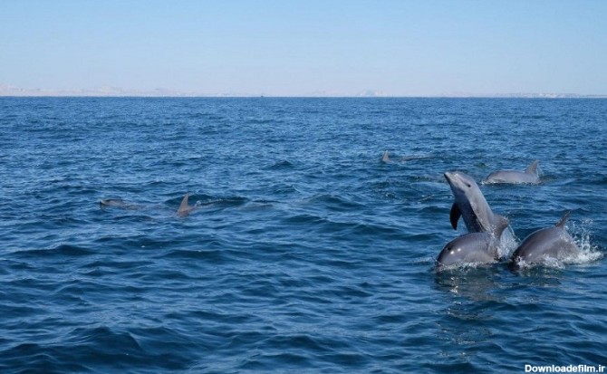 دلفین های جزیره هنگام