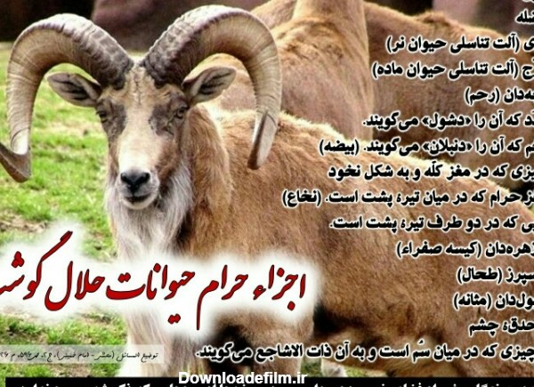 آخرین خبر | اجزاء حرام حيوانات حلال گوشت