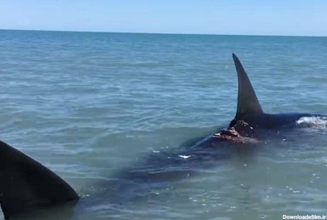 ببینید | کوسه نهنگ غول‌پیکر ۱۹ متری مهمان ناخوانده سکوی نفتی فروزان خلیج  فارس