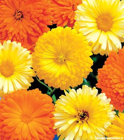 خرید بذر گل همیشه بهار پاکوتاه پرپر مخلوط زرد و نارنجی (گلدانی)