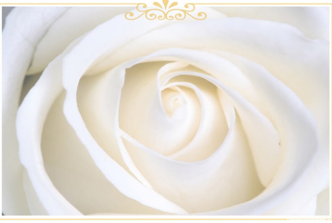 معنی گل رز سفید