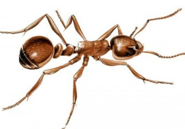 عکس چشم مورچه