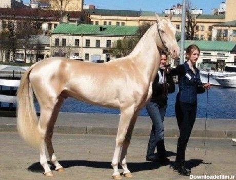 اسب 2 - زیباترین و گرانترین اسب جهان: اسب ترکمن نژاد آخال تکه