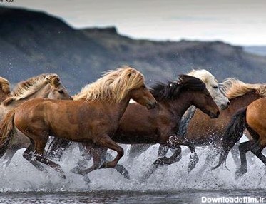 اسب حیوان عاشقی است - ویرگول