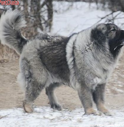 سگ قوي هيکل و درشت قفقاز غول پيکر پت دیتا ,آگهی حیوانات خانگی,فروش ...