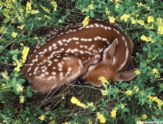تصاویر بسیار زیبا از حیوانات در حال خواب