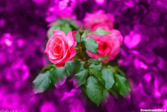 120 عکس پروفایل گل زیبا | زیباترین عکس های گل برای پروفایل