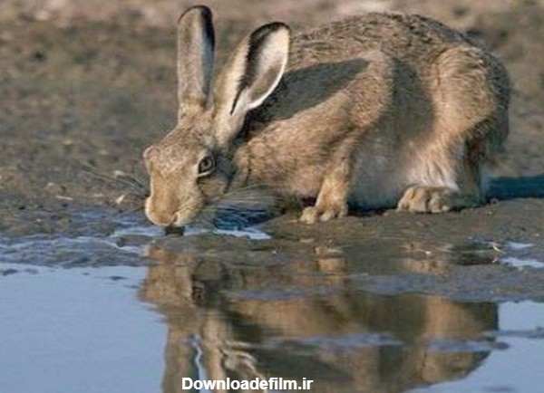 عکس خرگوش سم دار - عکس نودی