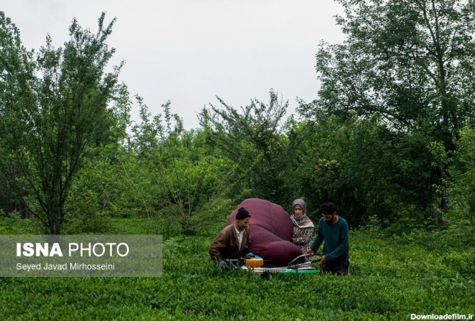 همشهری آنلاین - تصاویر | باغات زیبای چای گیلان و لحظه برداشت
