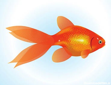 وکتور ماهی قرمز پک1 | 4فتوشاپ | دانلود رایگان وکتور ماهی ...