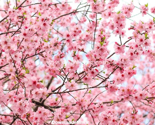 عکس شکوفه های صورتی - عکس نودی