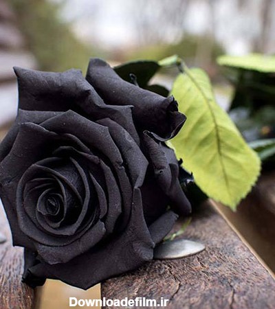 عکس گل رز سیاه برای پروفایل