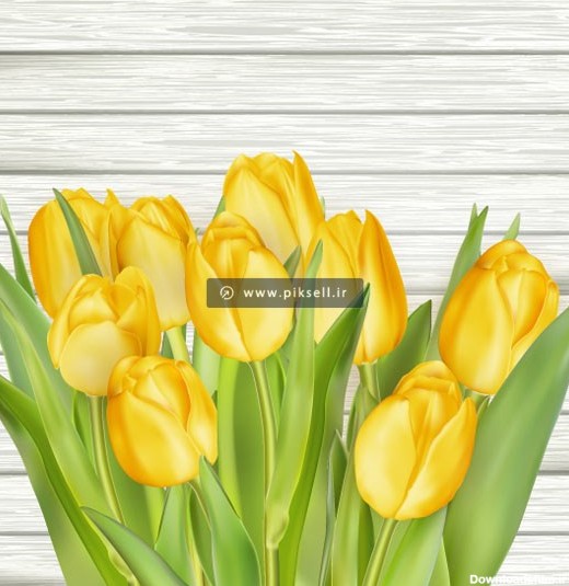 وکتور دسته گلهای زیبای لاله زرد بصورت لایه باز